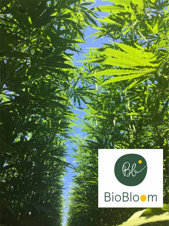 4% Organic CBD oil – BioBloom - Image 4